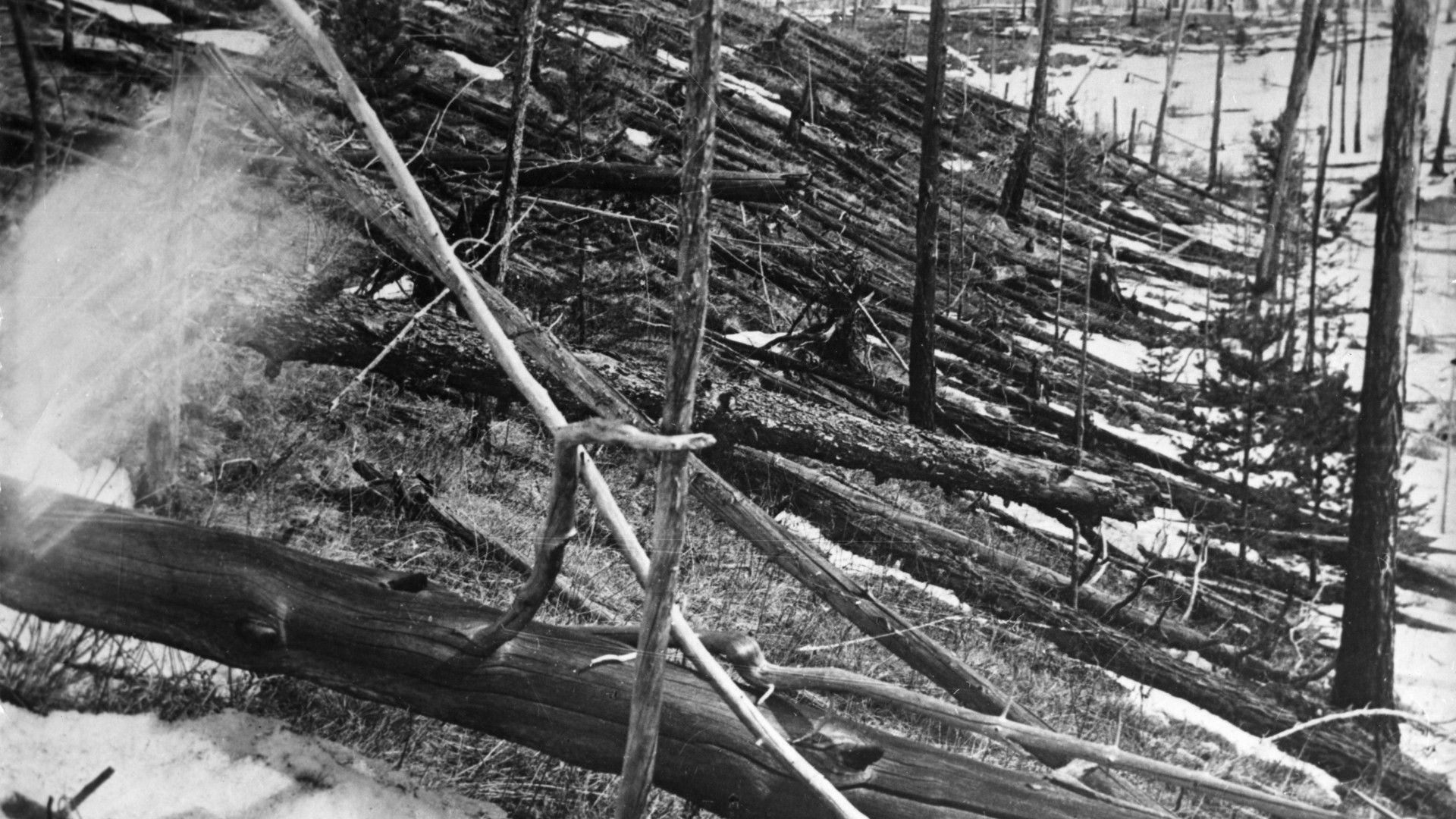 trees flattened in parallel rows